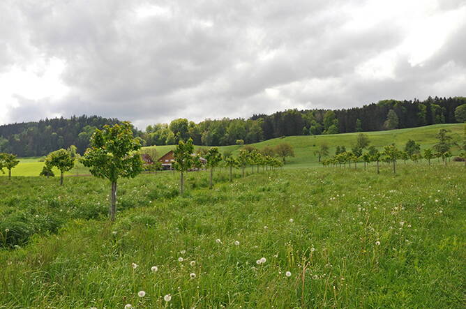 Zoom: ab2020-zuger_rigi_chriesi_abbildung_2.jpg