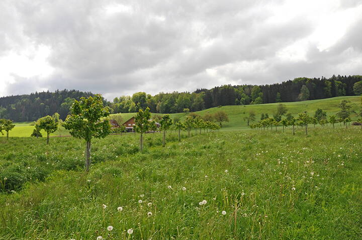 Zoom: ab2020-zuger_rigi_chriesi_abbildung_2.jpg